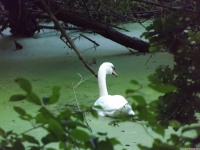 zwierz_1097