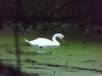 zwierz_1098