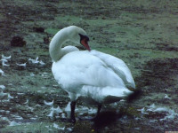 zwierz_1099