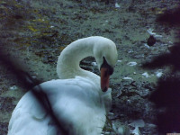 zwierz_1100