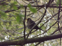 zwierz_1109