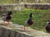 zwierz_1112