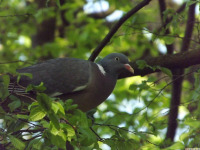 zwierz_1113