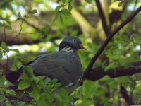 zwierz_1115