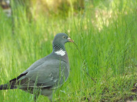 zwierz_1116