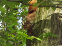 zwierz_1118