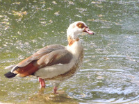 zwierz_1124