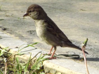 zwierz_1125
