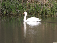 zwierz_1129