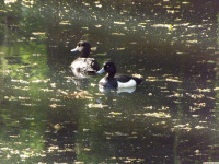 zwierz_1130