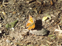 zwierz_1132