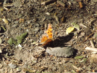 zwierz_1133