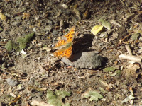 zwierz_1134