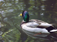 zwierz_1137