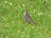 zwierz_1143