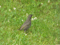 zwierz_1144