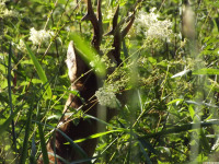 zwierz_1148