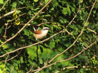 zwierz_1149
