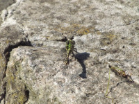 zwierz_1151