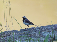 zwierz_1155