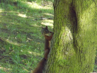 zwierz_1157