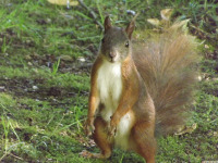 zwierz_1158