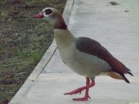 zwierz_1222