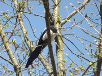 zwierz_1227