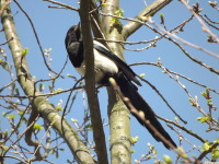 zwierz_1228