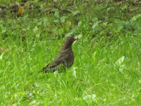zwierz_1234