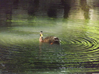 zwierz_1236