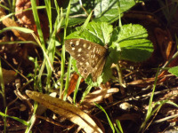 zwierz_1245