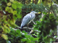 zwierz_1249
