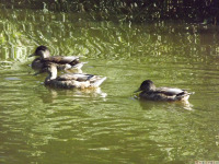 zwierz_1256