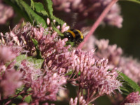 zwierz_1257