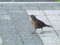 zwierz_1263