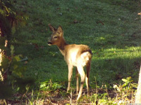 zwierz_1273