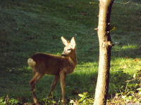 zwierz_1275