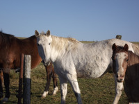 zwierz_1281