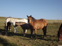 zwierz_1282