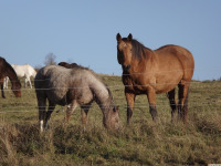 zwierz_1283