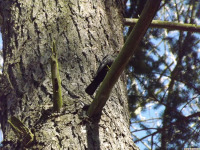 zwierz_1294.jpg