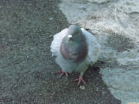 zwierz_1358.jpg