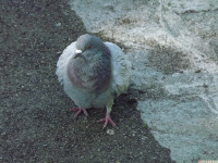 zwierz_1359.jpg