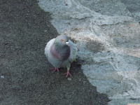 zwierz_1360.jpg