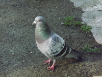 zwierz_1361.jpg