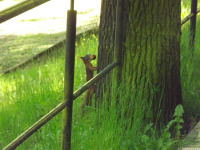 zwierz_1365.jpg