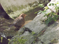 zwierz_1387.jpg