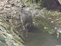 zwierz_1389.jpg