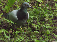 zwierz_1402.jpg